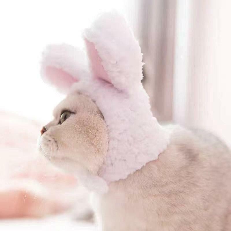 Animals Cute Cat Bunny Ears | Xs | Cats Animals (C-E) Animals