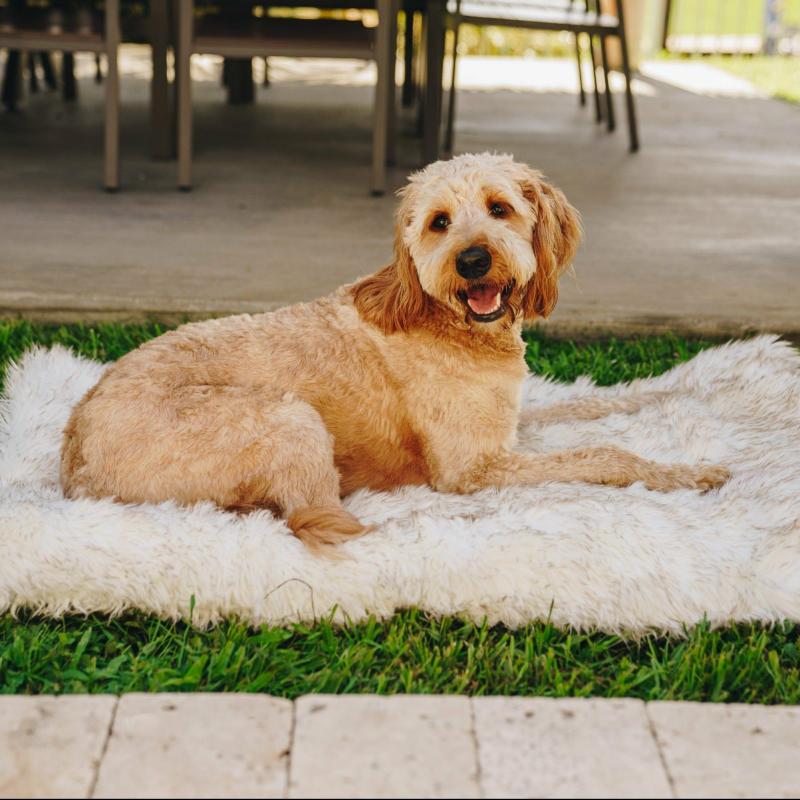 Animals PupRug by Paw.com™ Portable Orthopedic Dog Bed – White with Brown Accents | Small/Medium (24In L X 34In W) | Dogs Animals (C-E) Animals